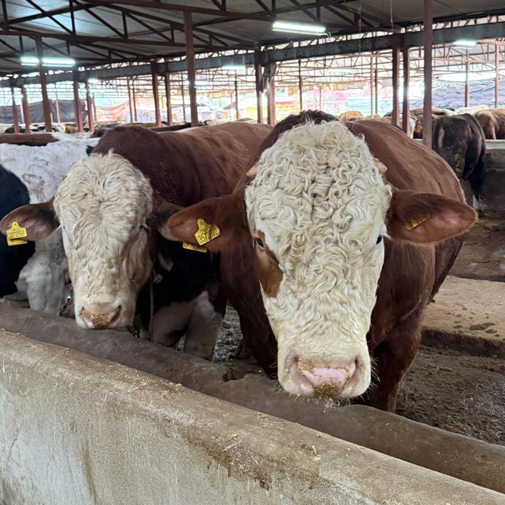 Büyükbaş hisse kurban